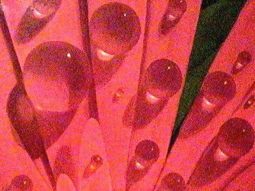 Water Drops