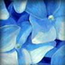 Blue Flowers